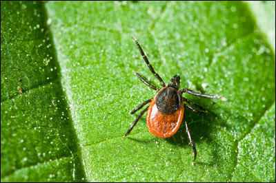 TICK CONTROL SERVICES LONG ISLAND