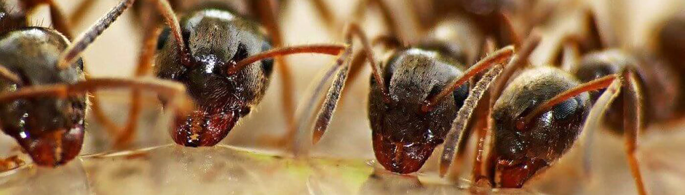 ANT CONTROL SERVICES LONG ISLAND