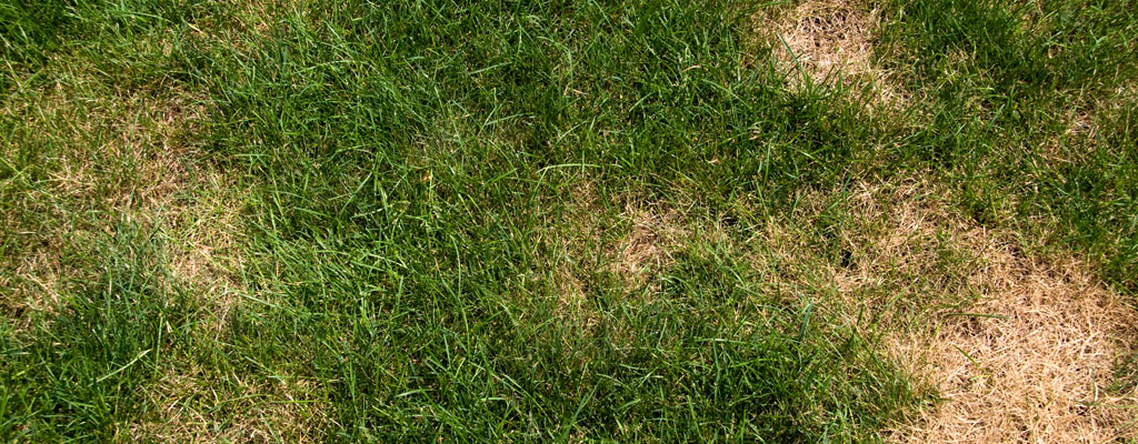 Disease Control: Lawn, Trees & Plants