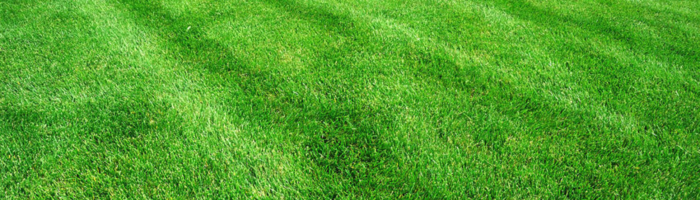 LAWN FERTILIZING SERVICES LONG ISLAND