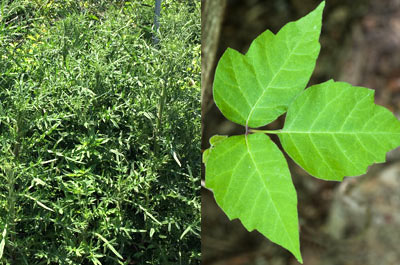 Poison Ivy / Vegetation & Weed Control Services Long Island