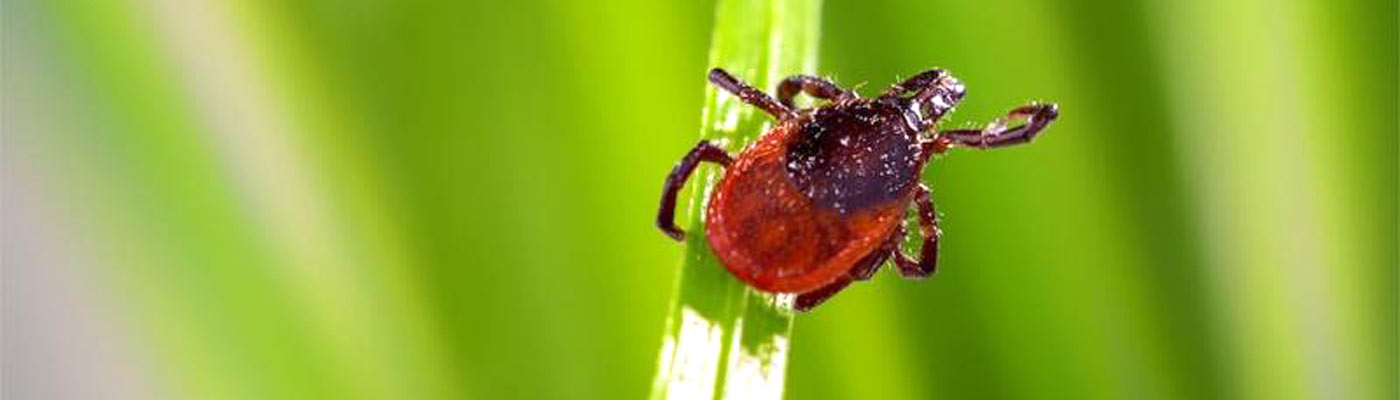 TICK CONTROL SERVICES LONG ISLAND