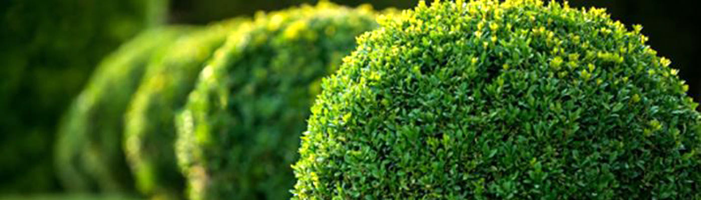 TREE & SHRUB CARE SERVICES LONG ISLAND